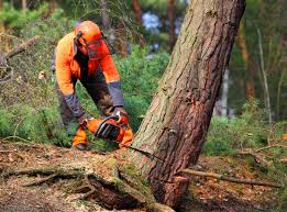  , USA Tree Care Services Pros